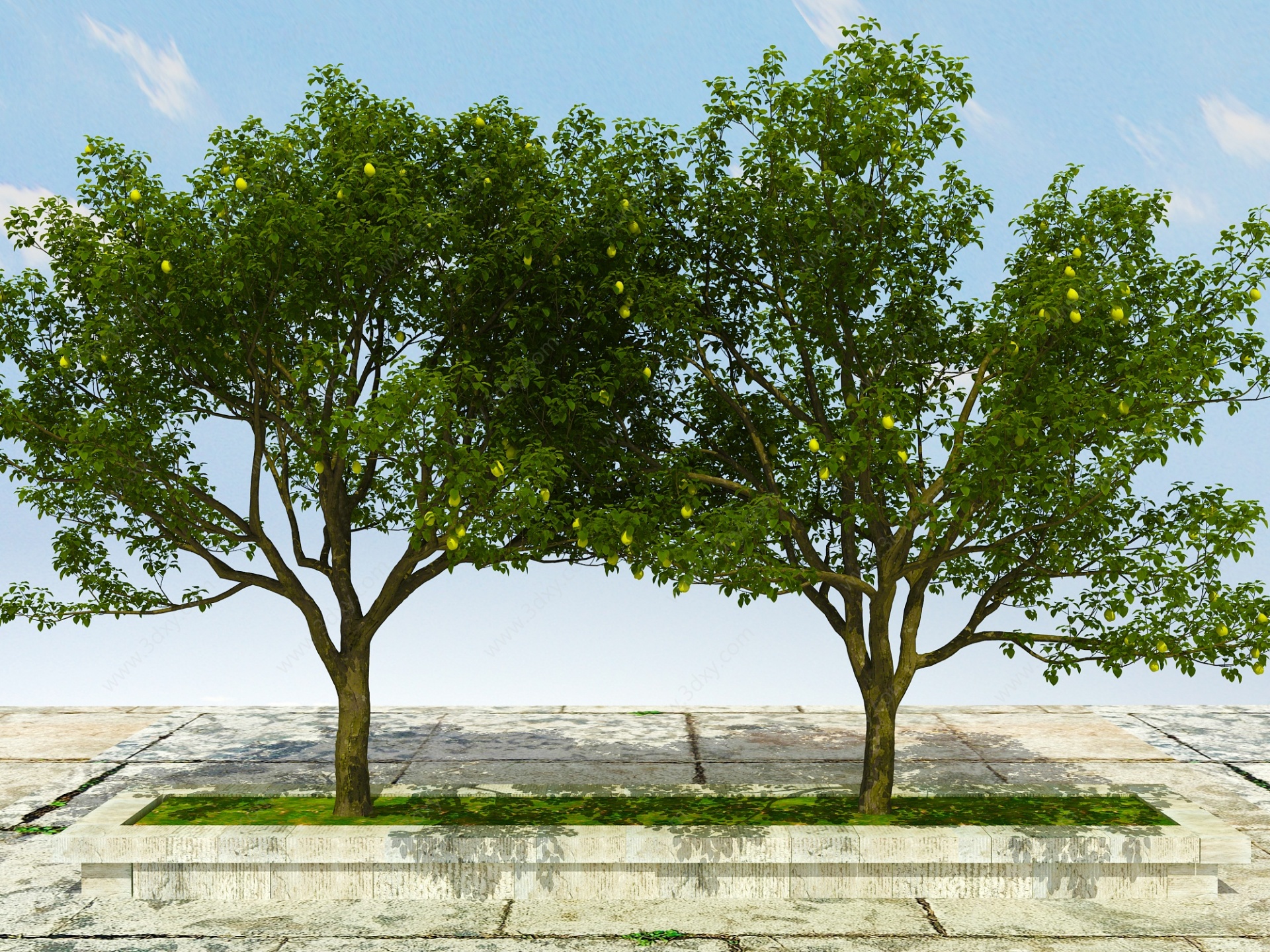 梨树植物3D模型