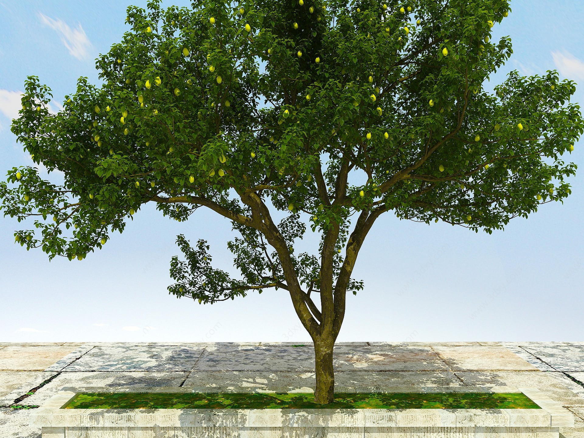 梨树植物3D模型