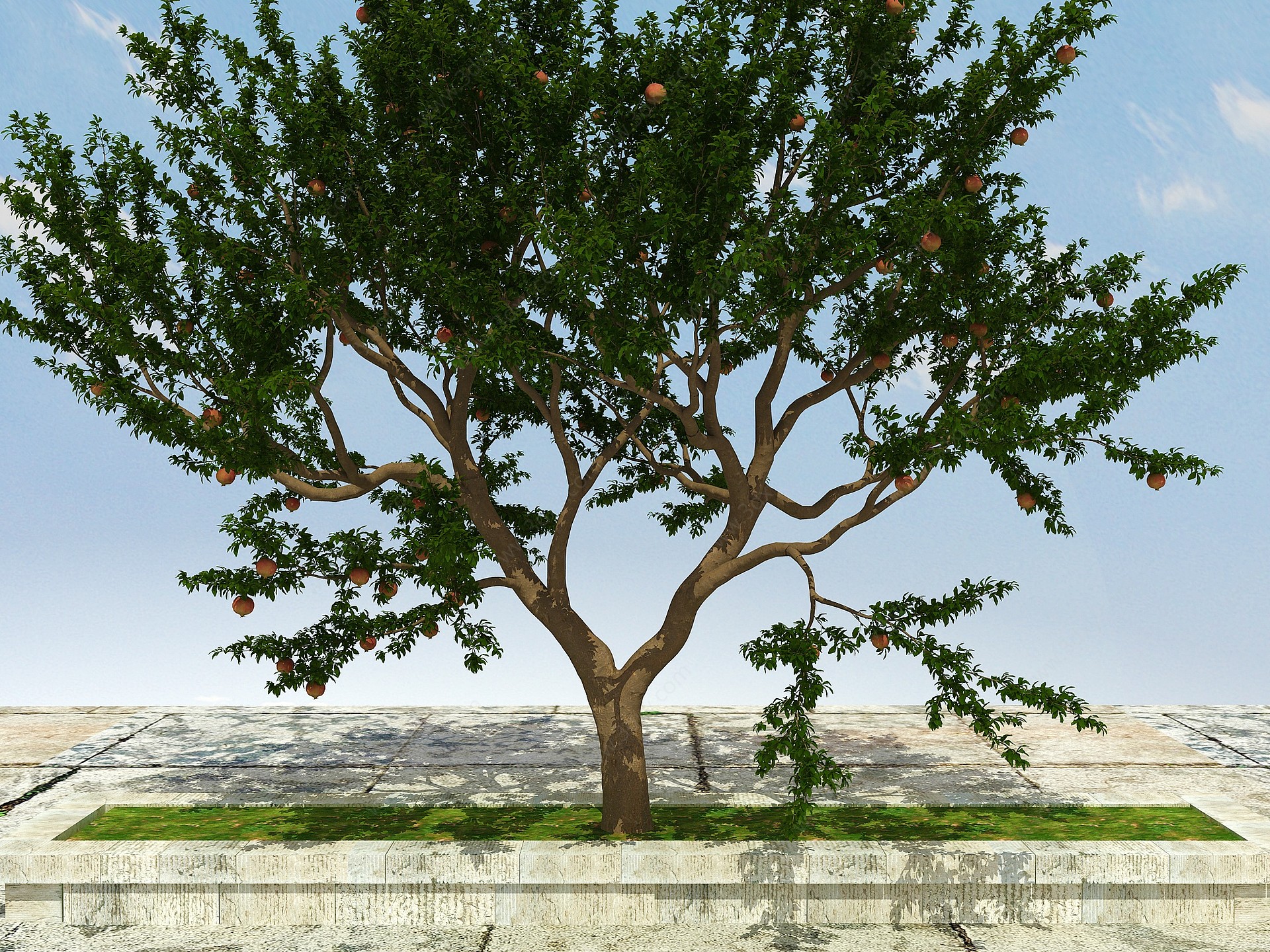 石榴树植物（有果）3D模型