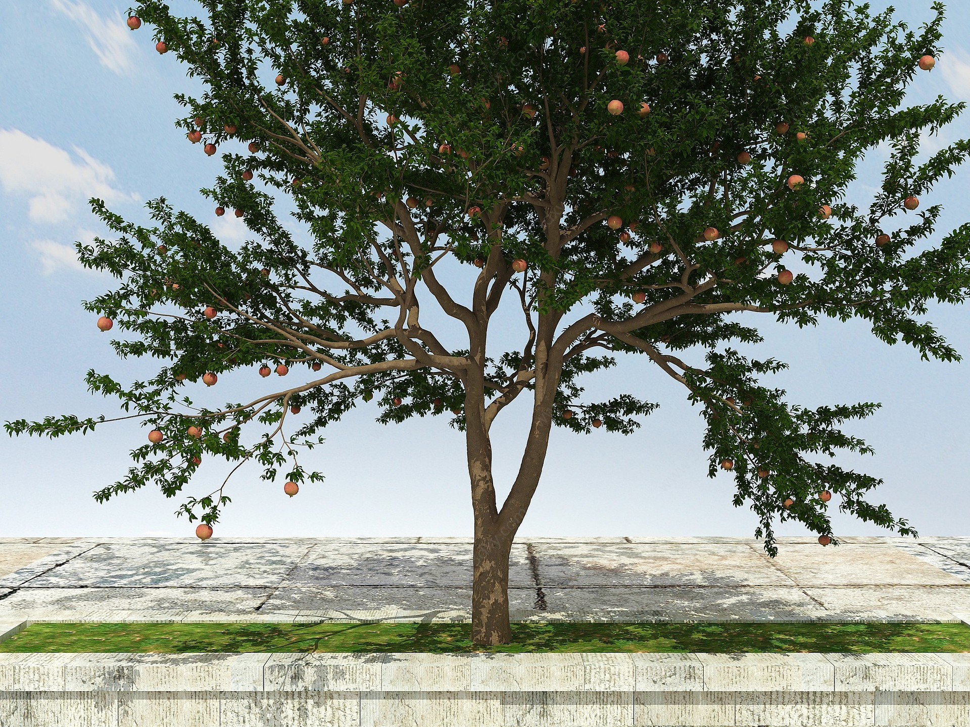 石榴树植物（有果）3D模型
