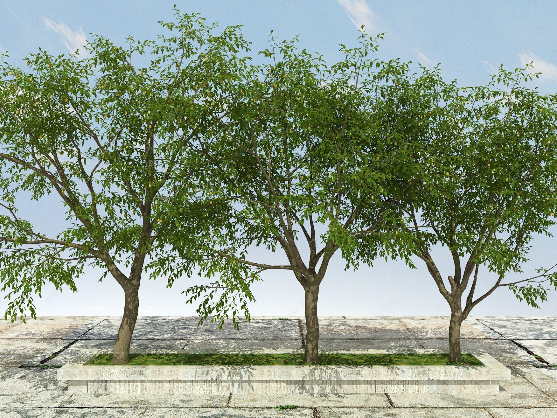 枣树植物3D模型