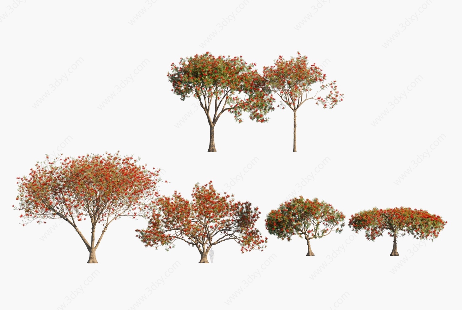 现代植物树木凤凰木3D模型