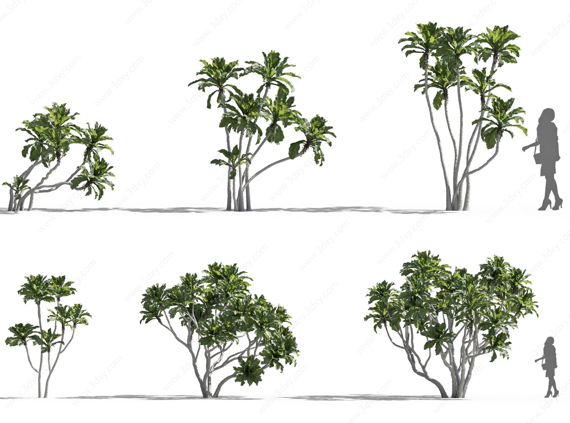 现代植物树木菲律宾榕3D模型
