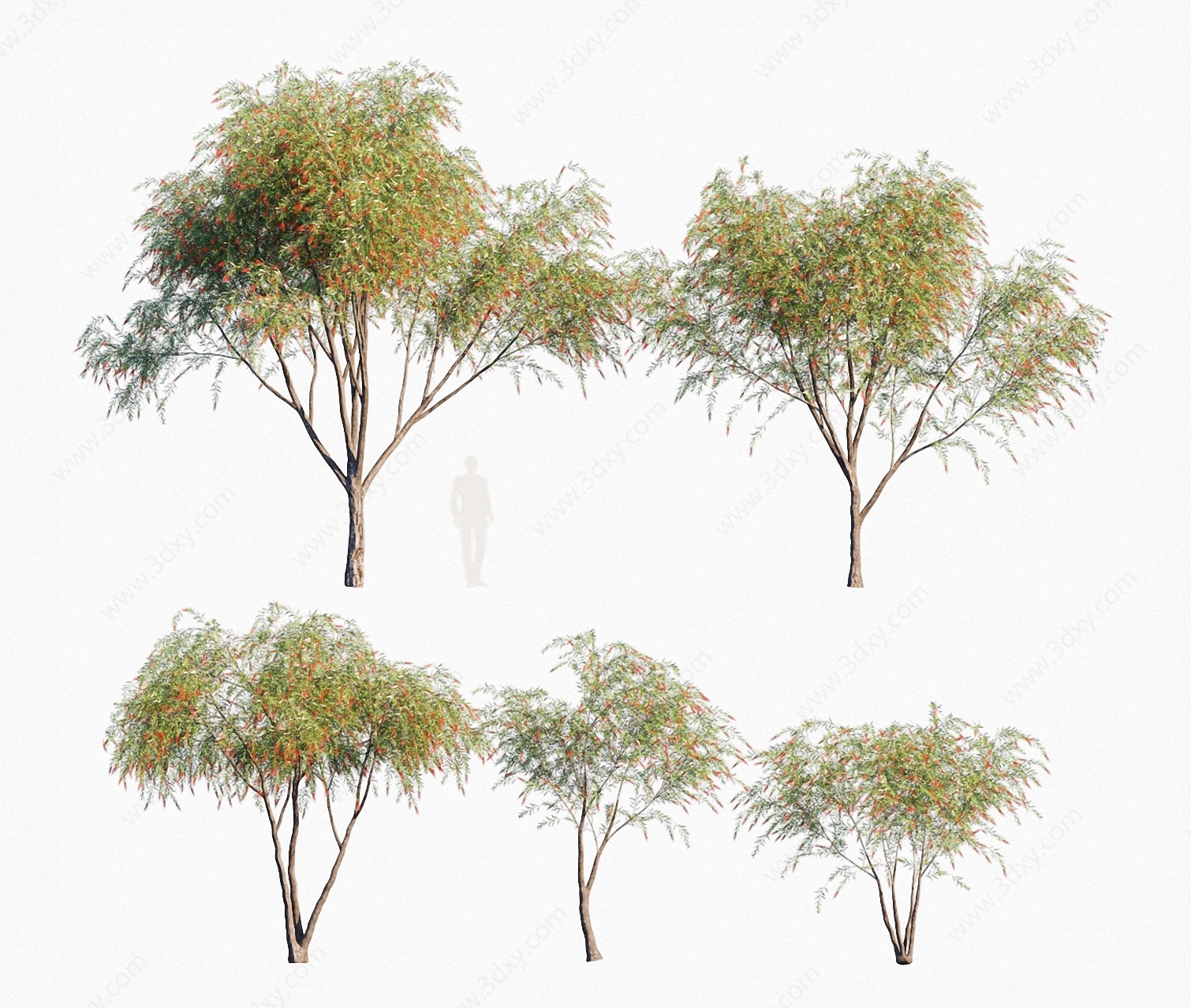 现代植物树木串钱柳3D模型