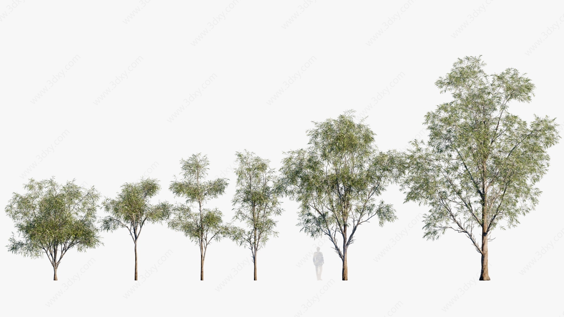 现代植物树木蓝桉树3D模型