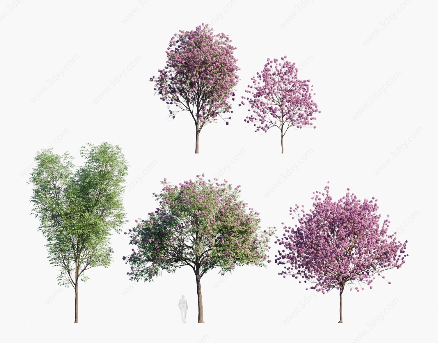 现代植物树木红钟花3D模型