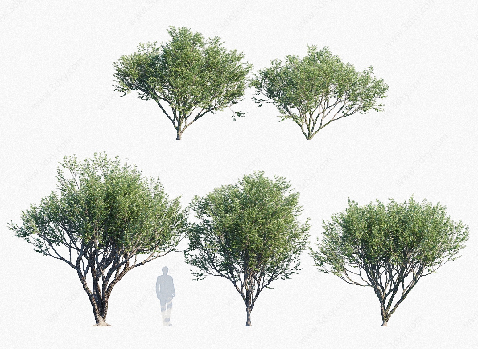 现代植物树木嘉宝果树葡萄3D模型