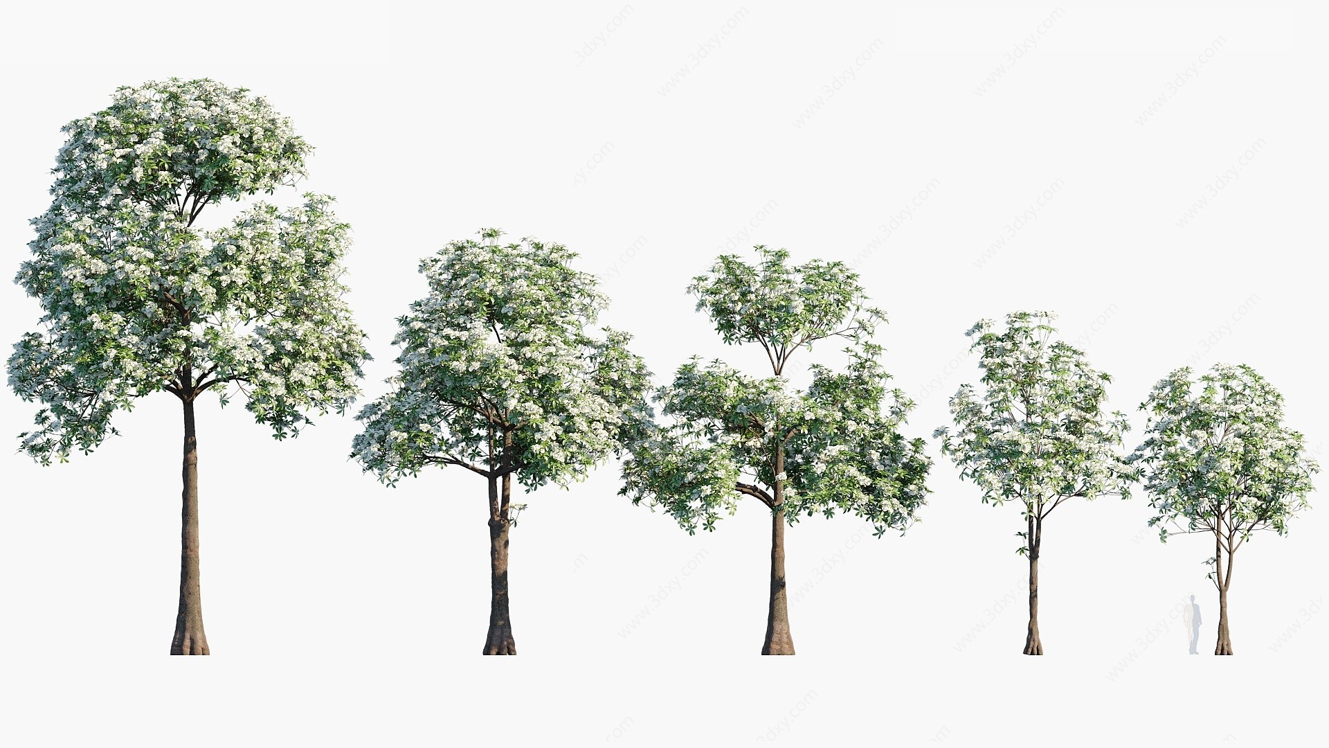 现代植物树木糖胶树3D模型
