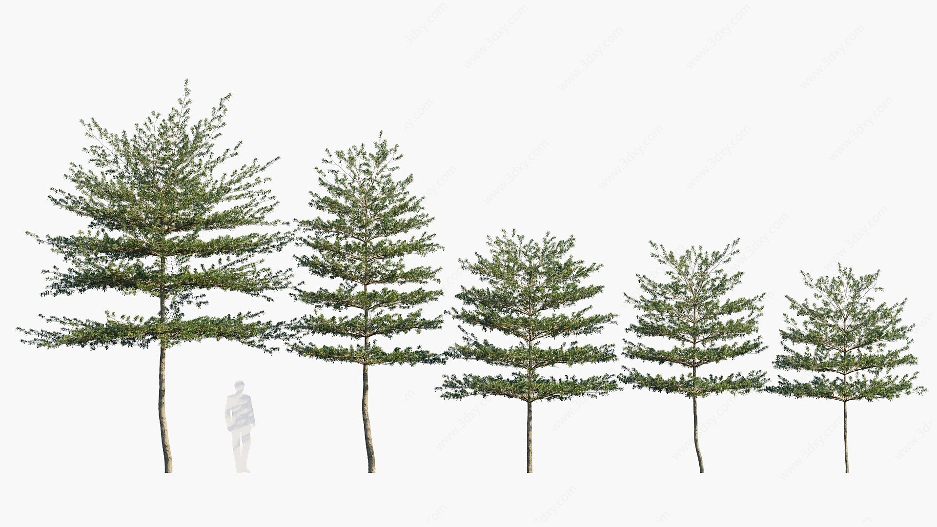 现代树木小叶榄仁3D模型