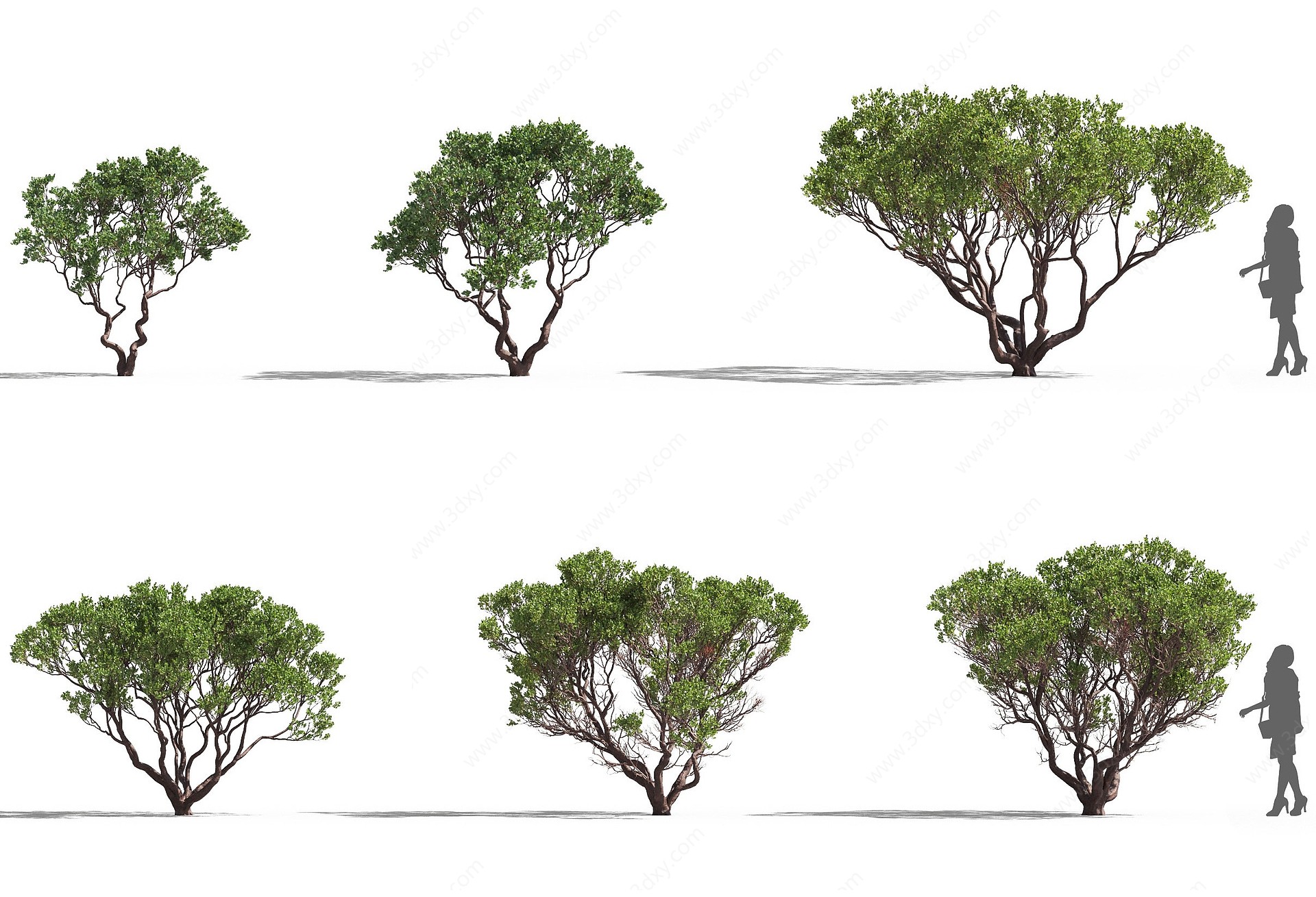现代树木熊果3D模型