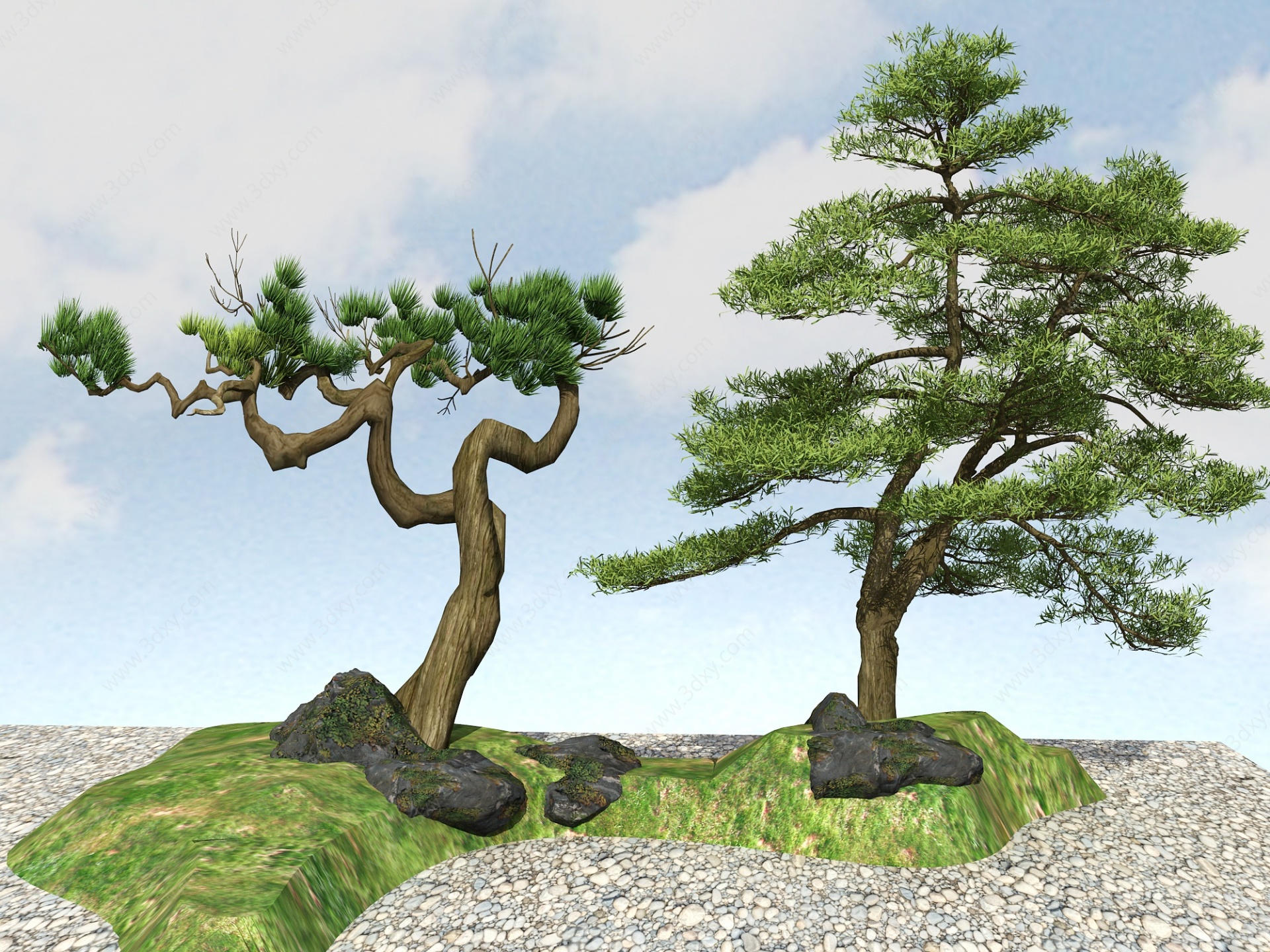 景观植物黑松3D模型