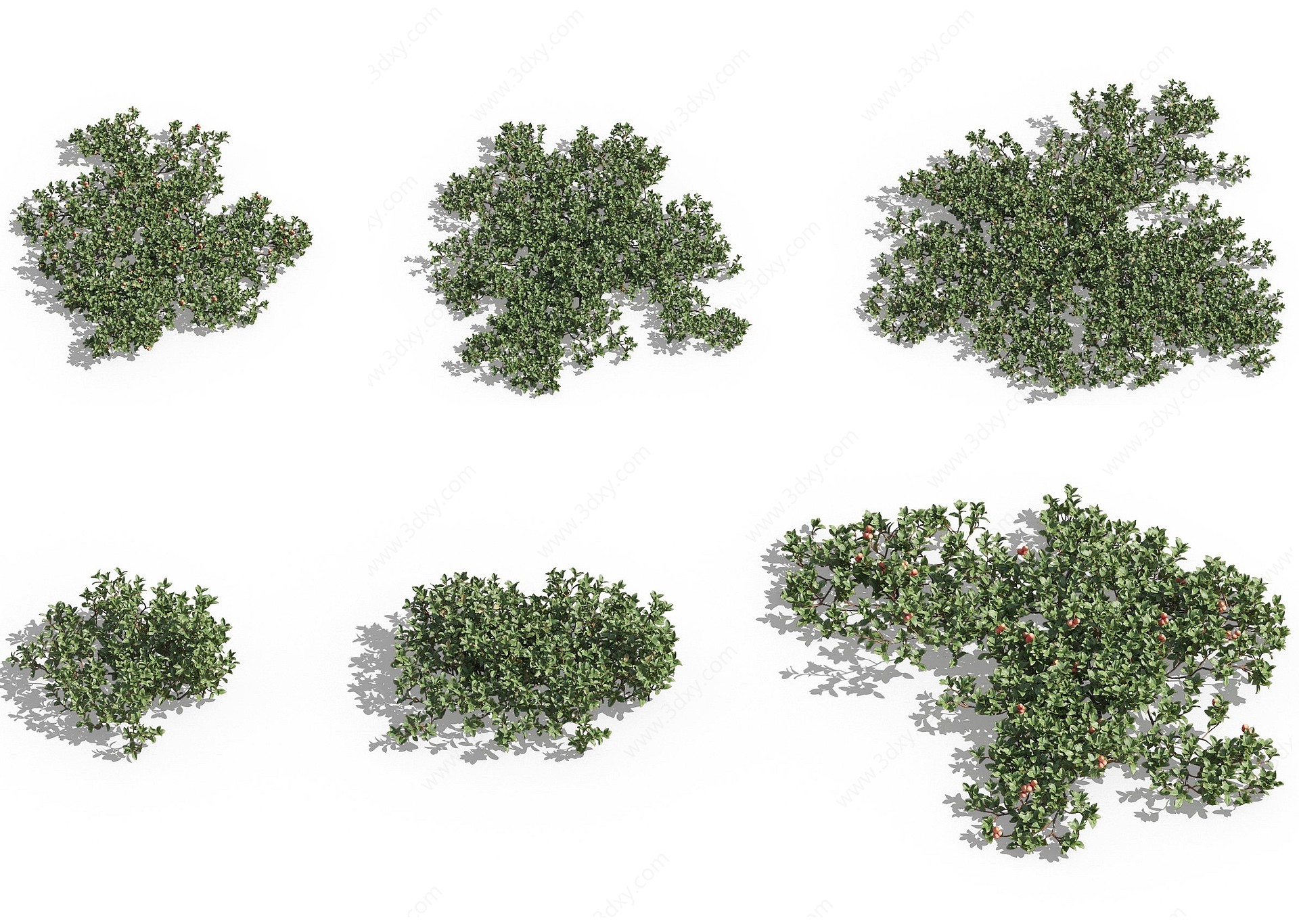 现代植物花草熊果3D模型