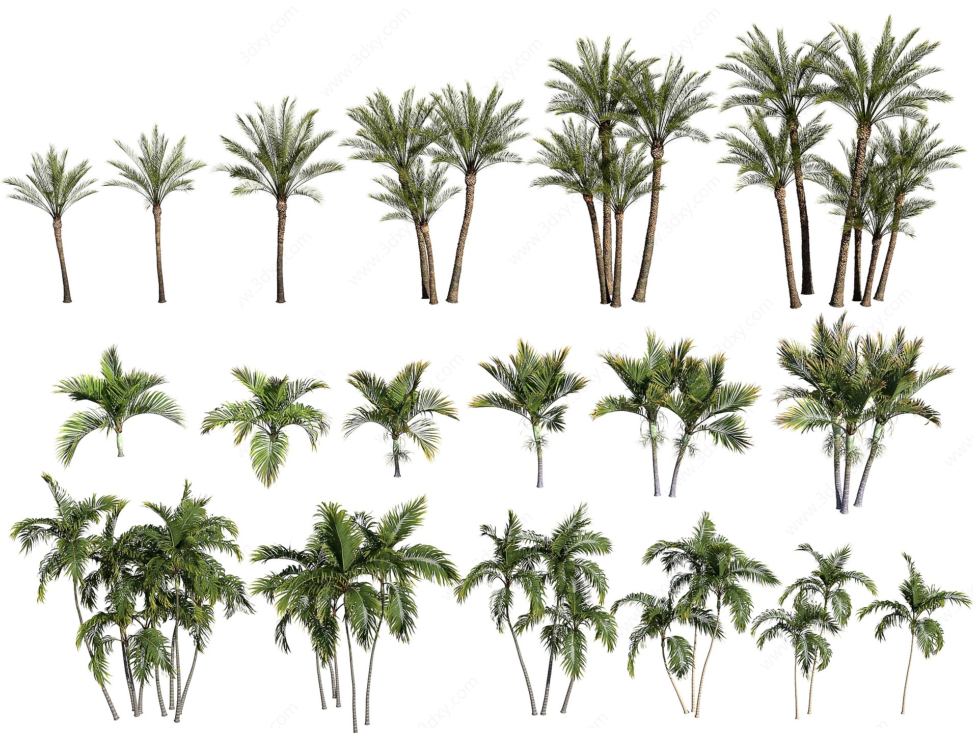 现代热带植物3D模型