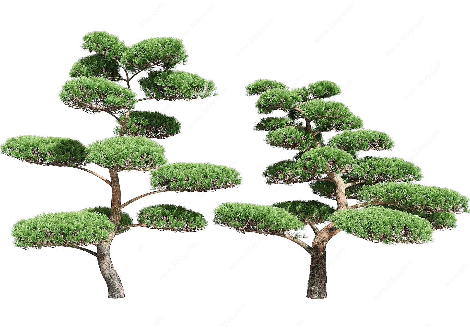现代盆景松树3D模型
