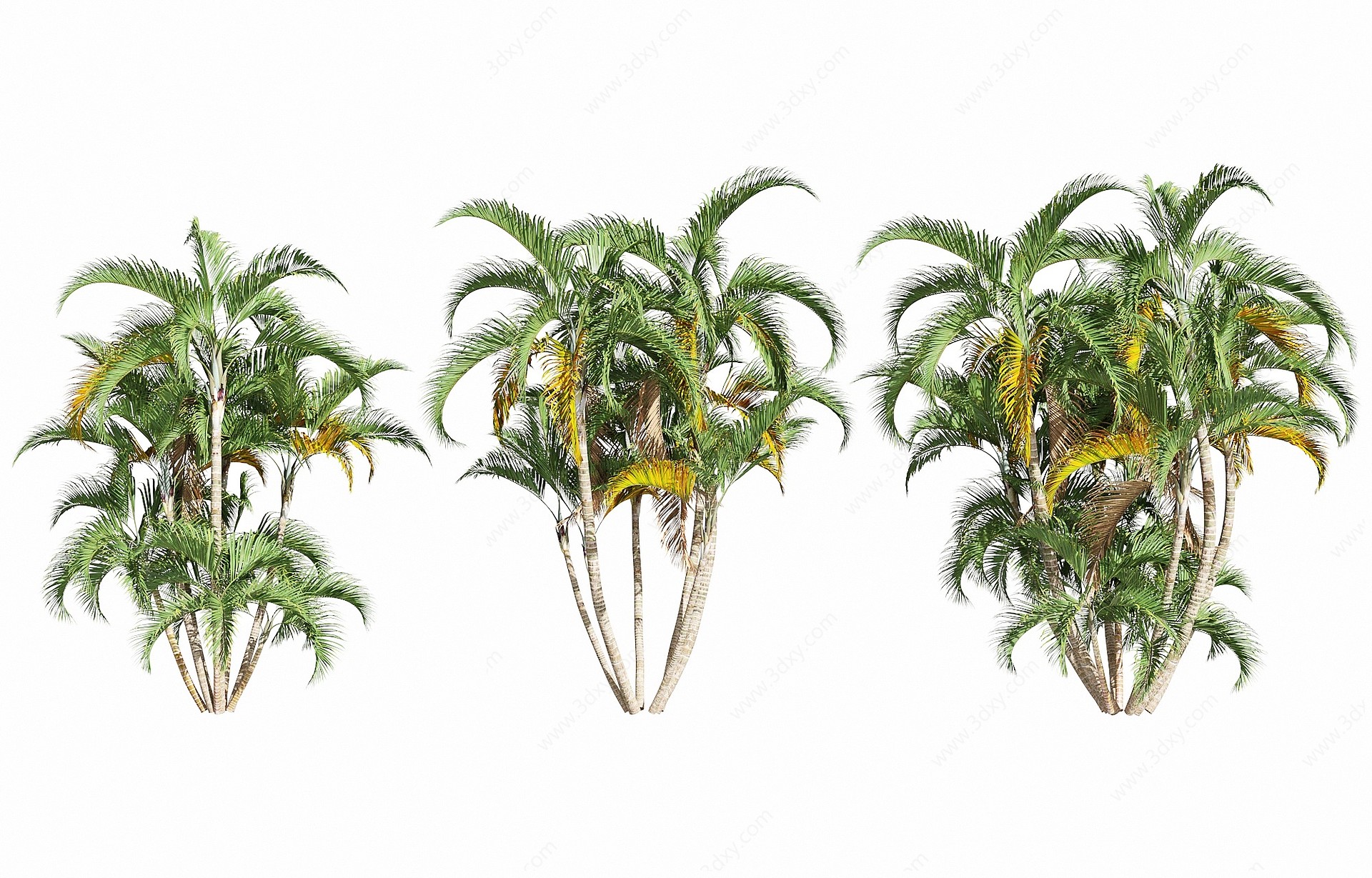 现代椰树3D模型