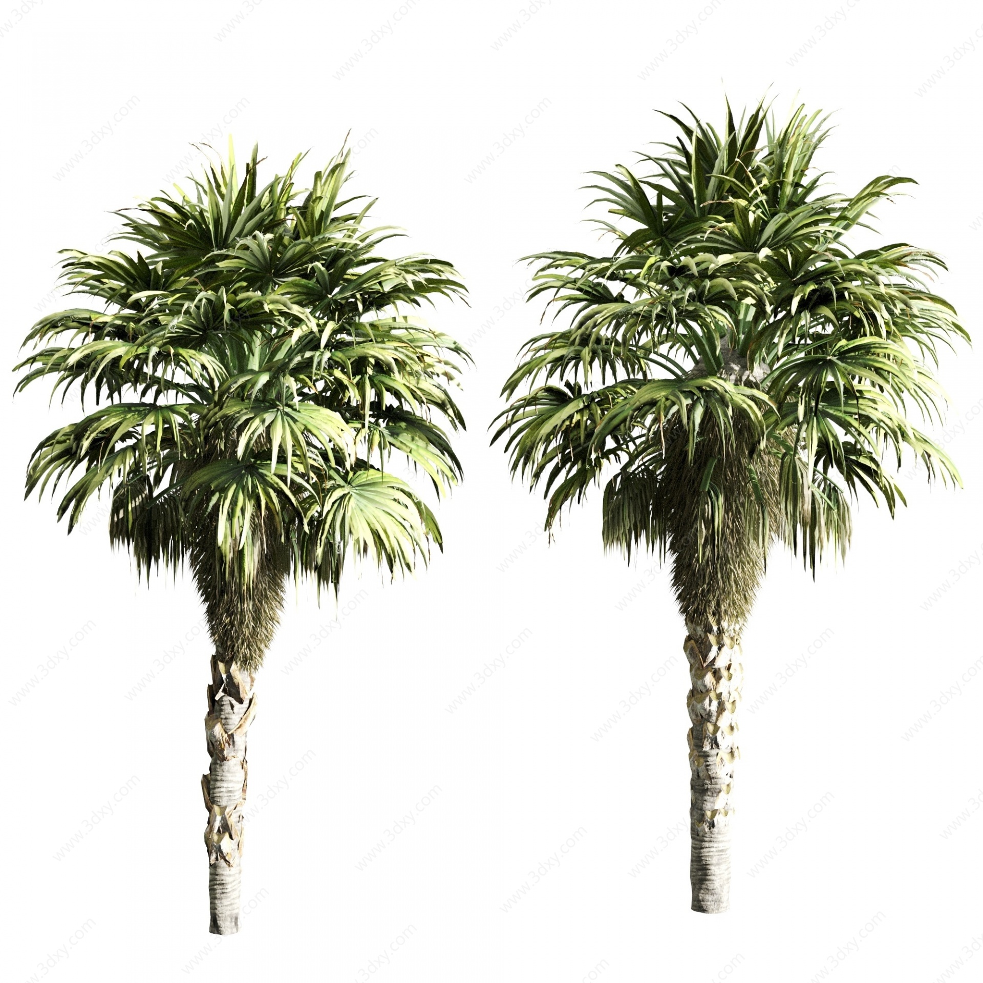 现代棕榈树3D模型