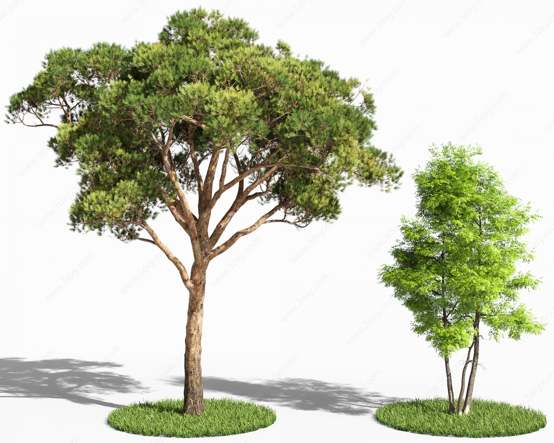 现代松树五针松白蜡树3D模型
