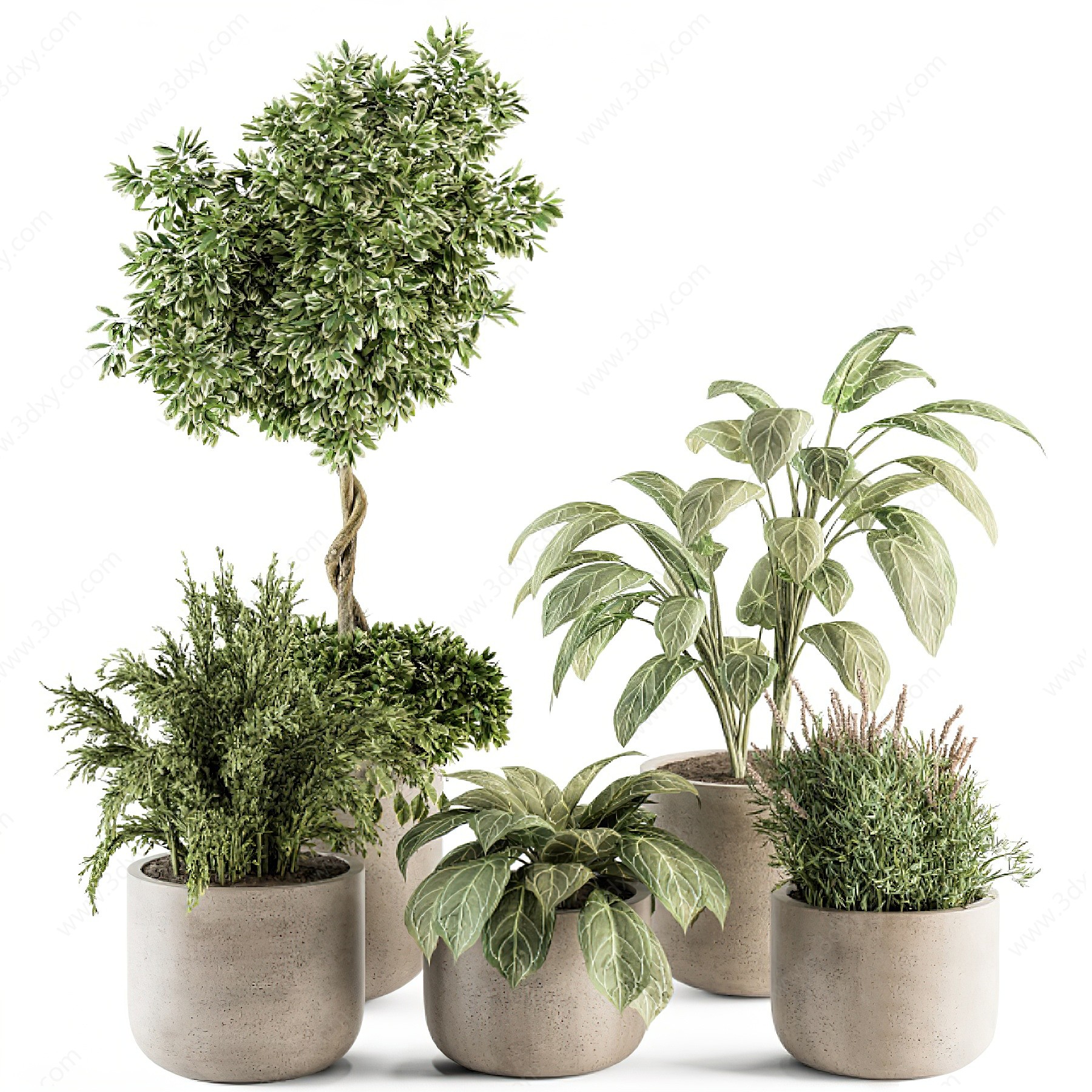 现代发财树绿植盆栽3D模型