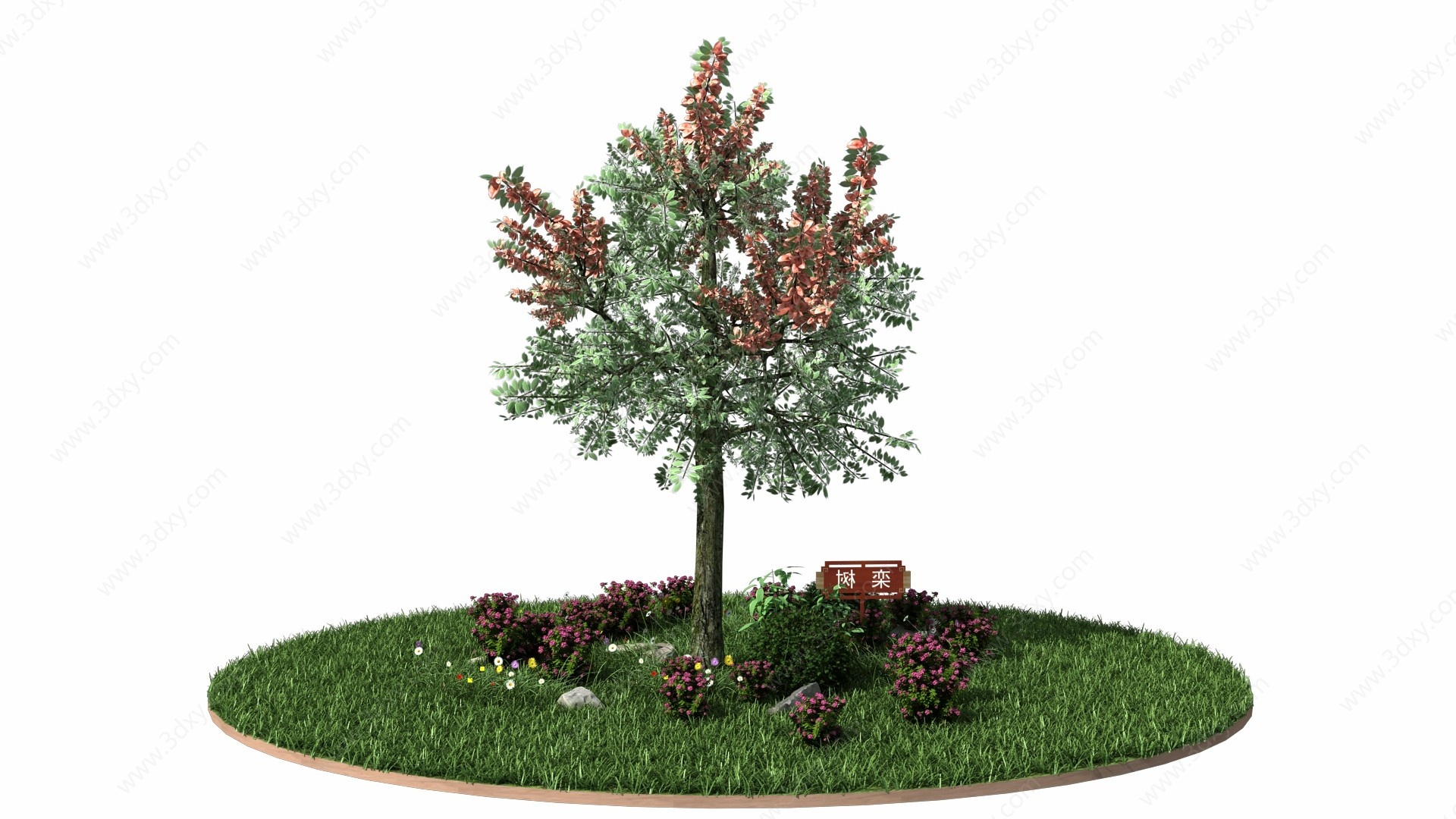栾树3D模型