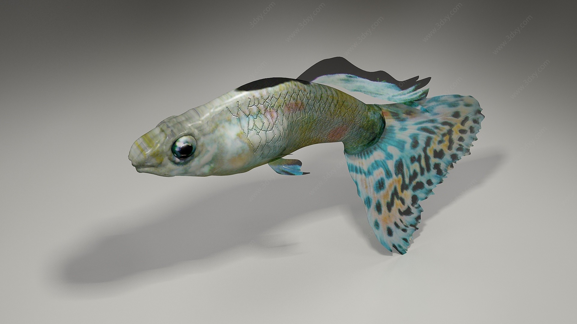 热带鱼3D模型
