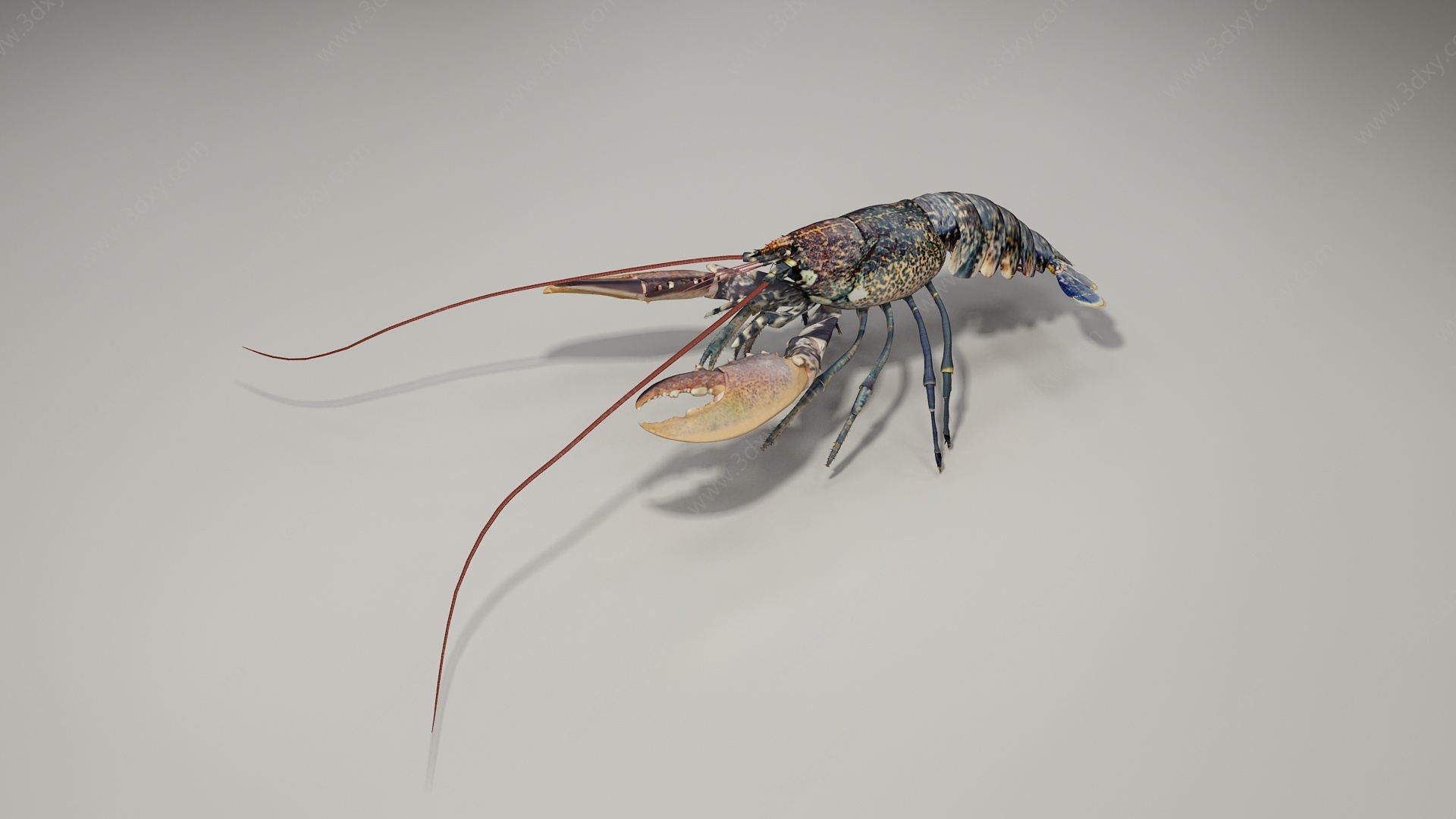 长须虾3D模型