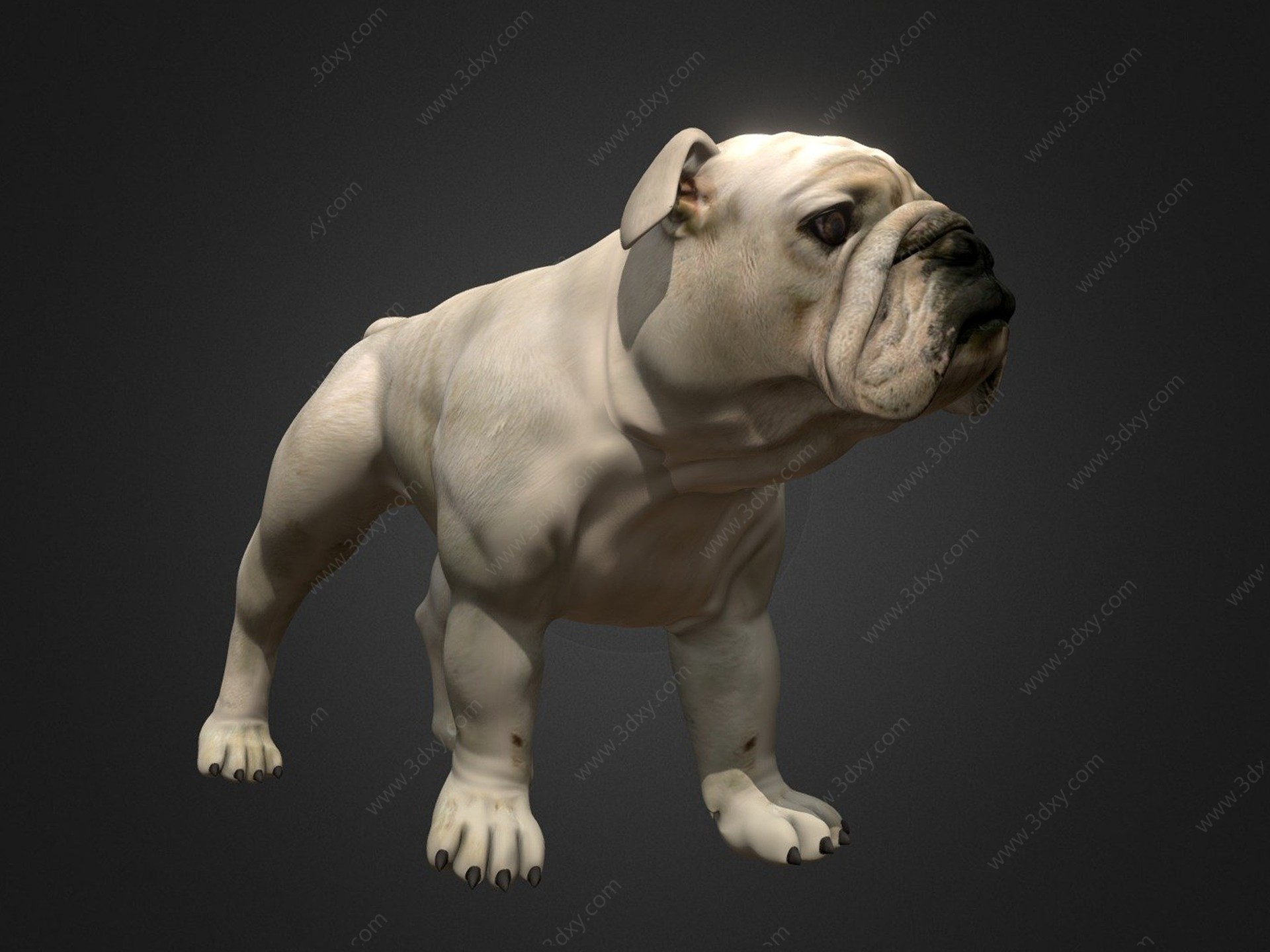斗牛犬3D模型