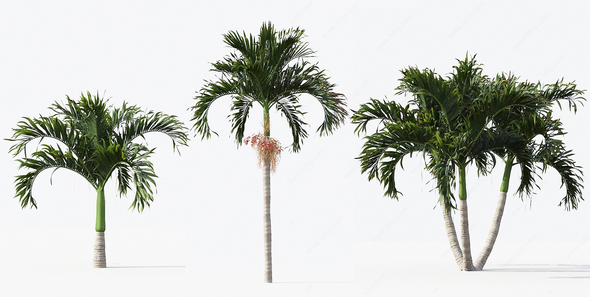 东南亚热带棕榈树3D模型