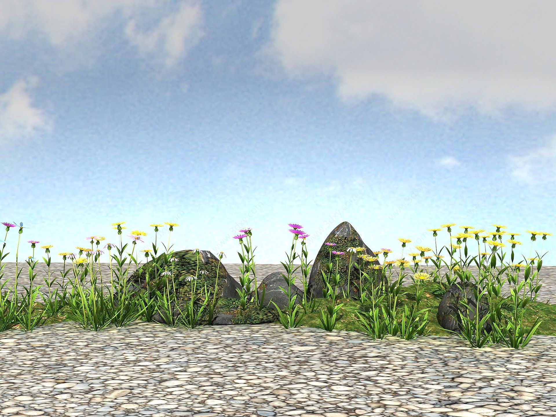 景观植物模型滨菊3D模型