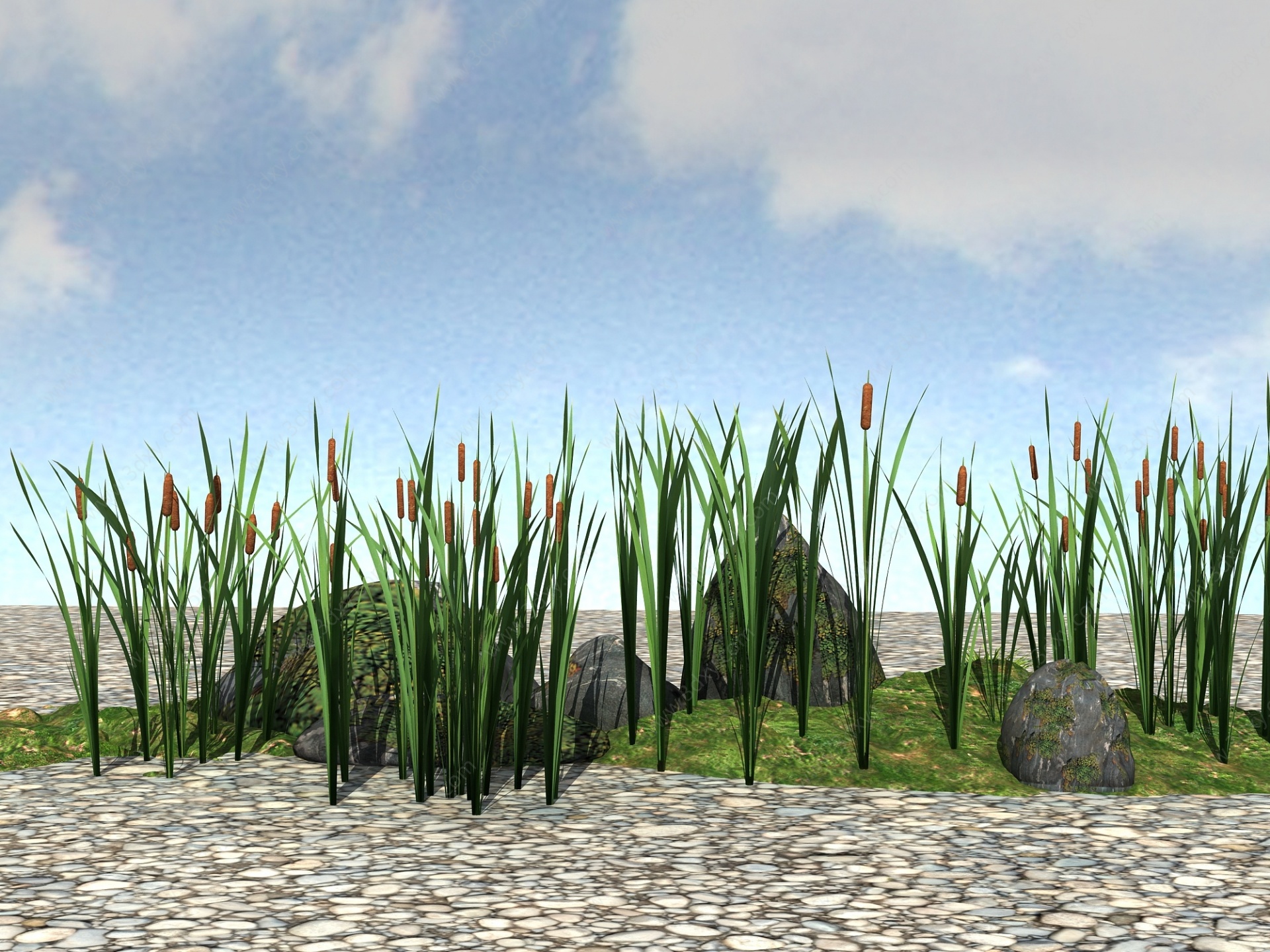 景观植物香蒲3D模型