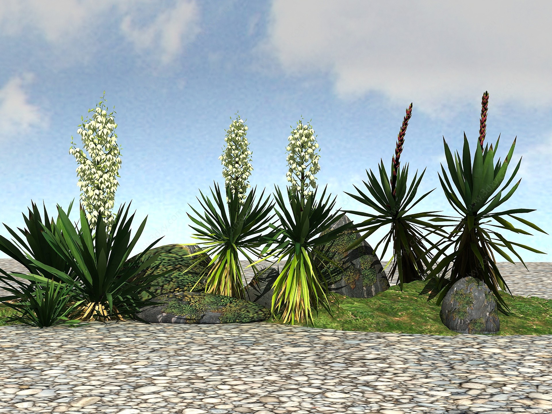 景观植物模型丝兰3D模型