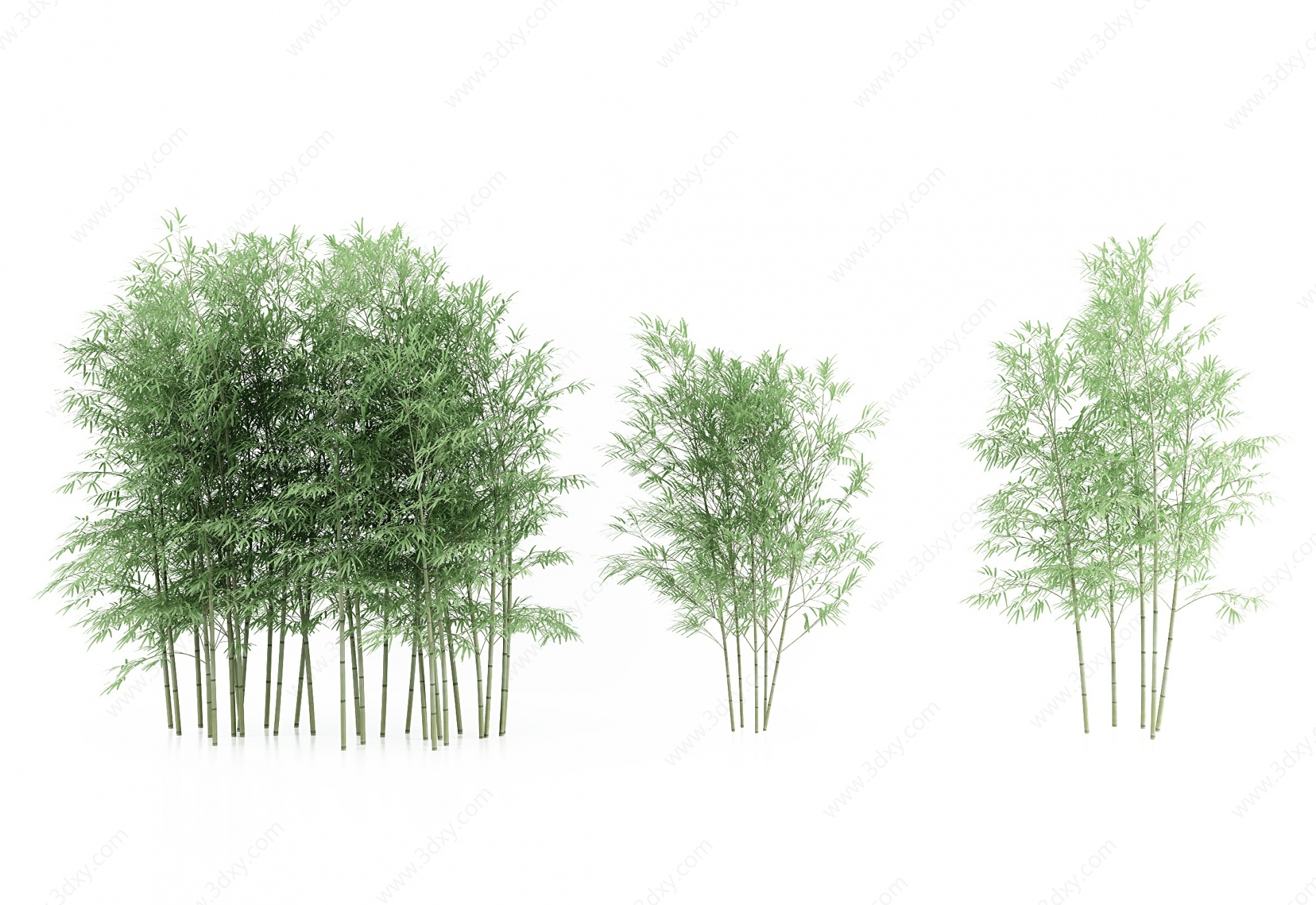 现代竹子植物3D模型