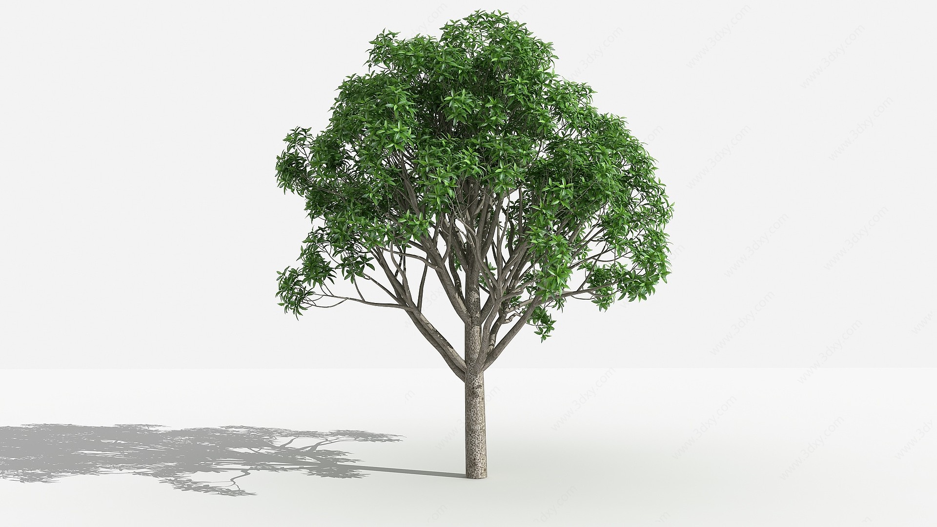 中式桂花灌木树植物3D模型