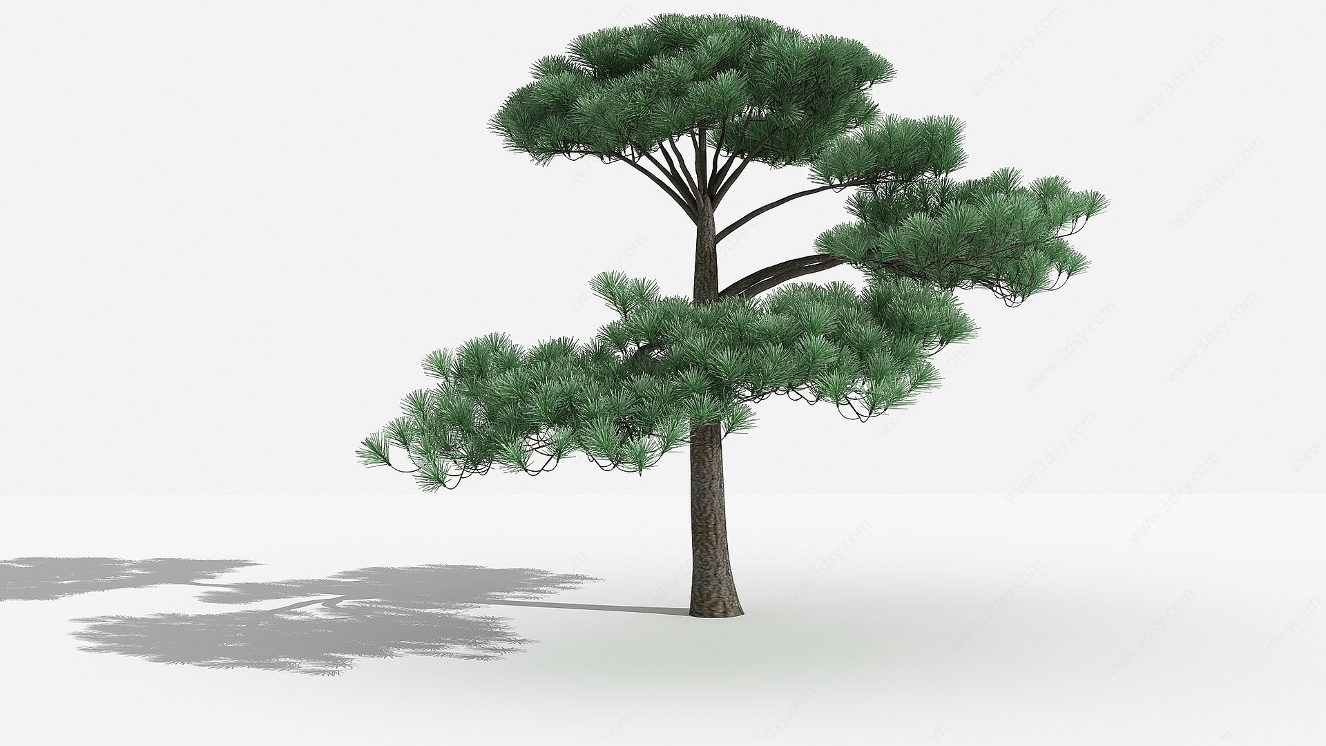 中式黑松灌木3D模型