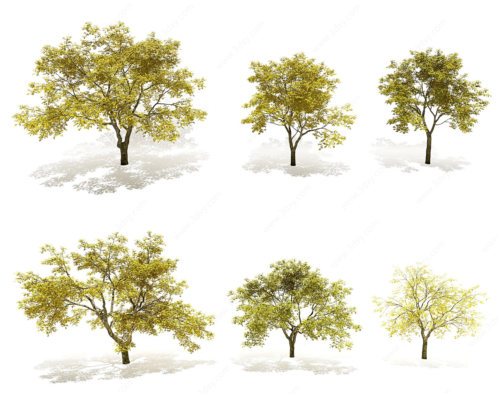 现代秋季榆树景观树3D模型