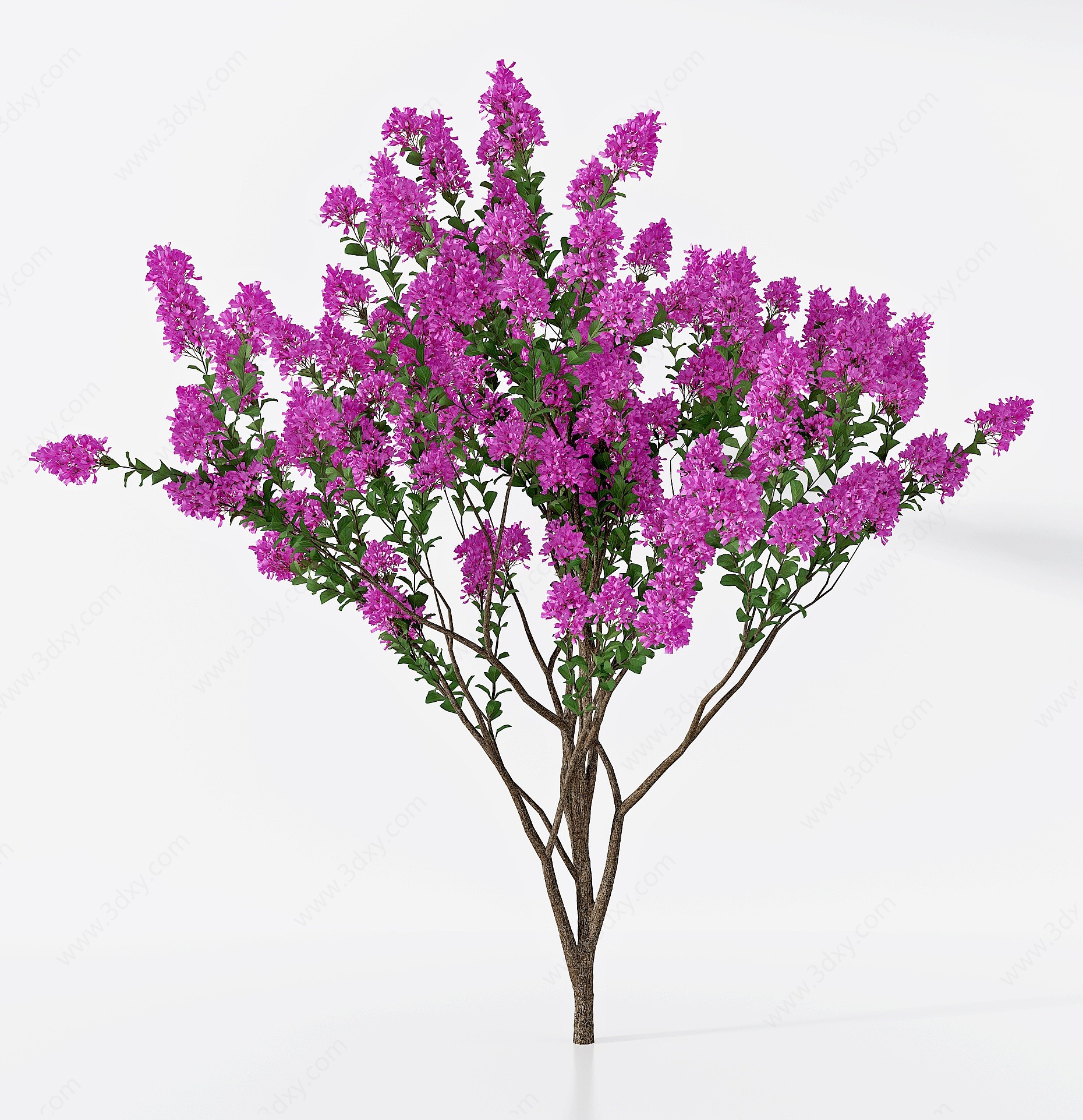 现代紫薇树3D模型