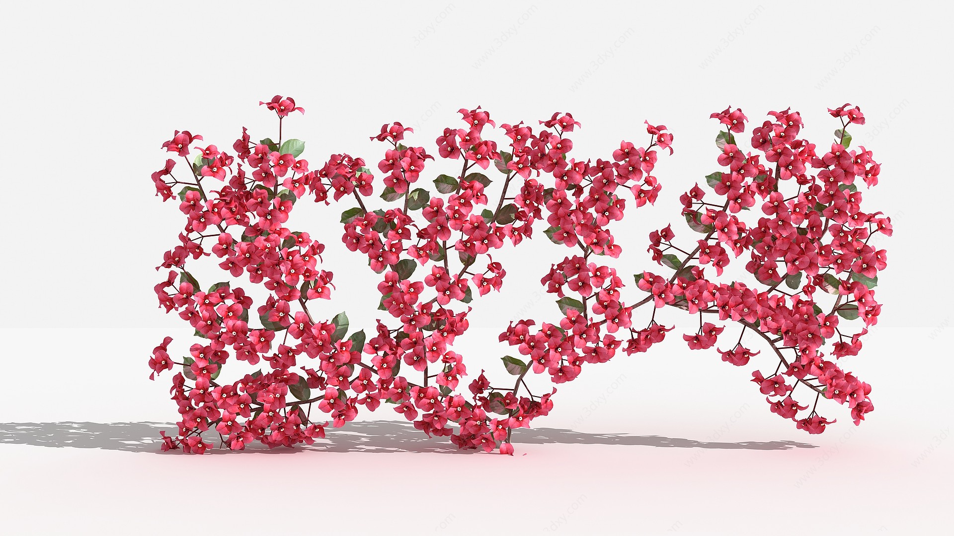 中式叶子花藤灌木3D模型