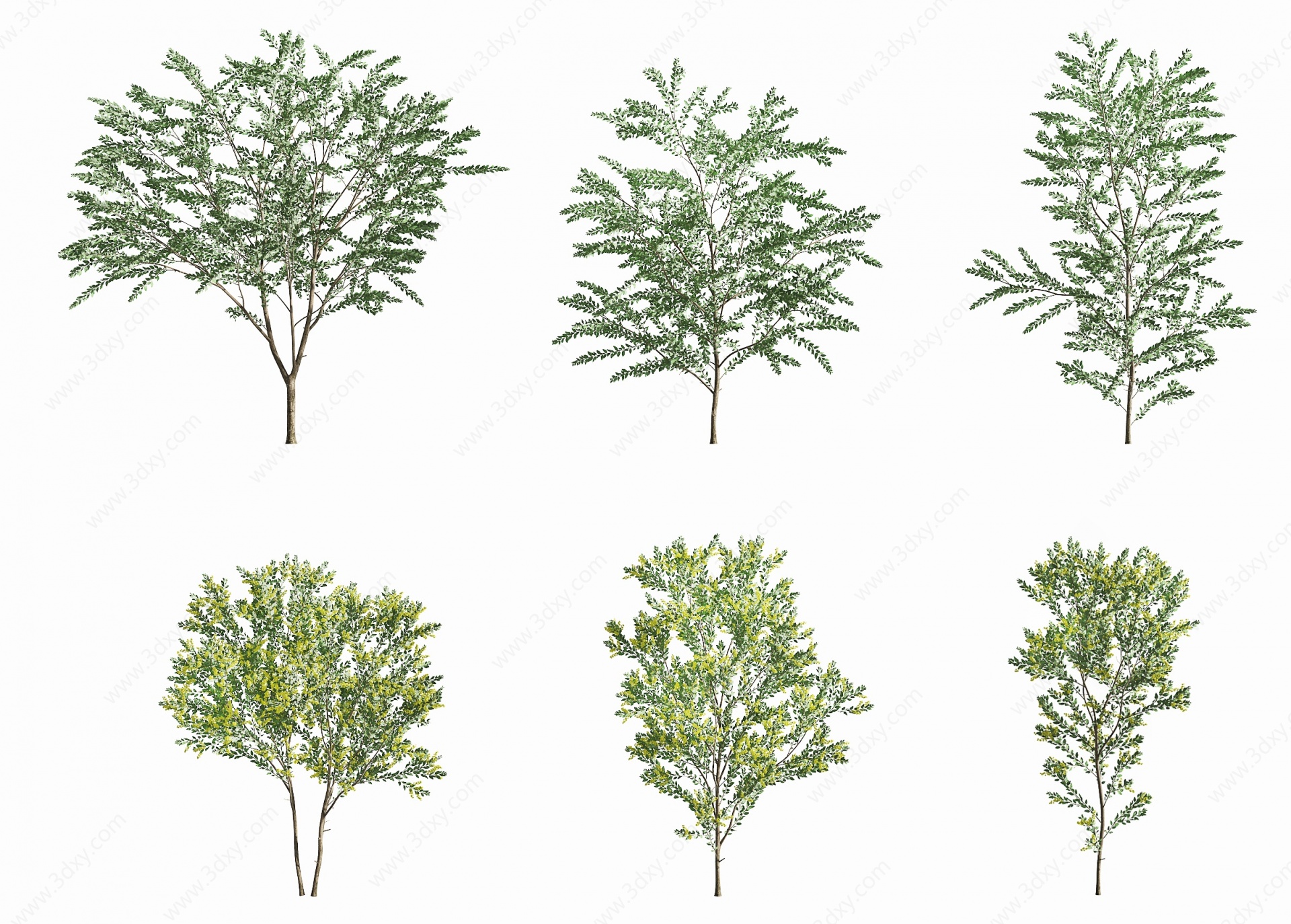现代银叶金景观树3D模型