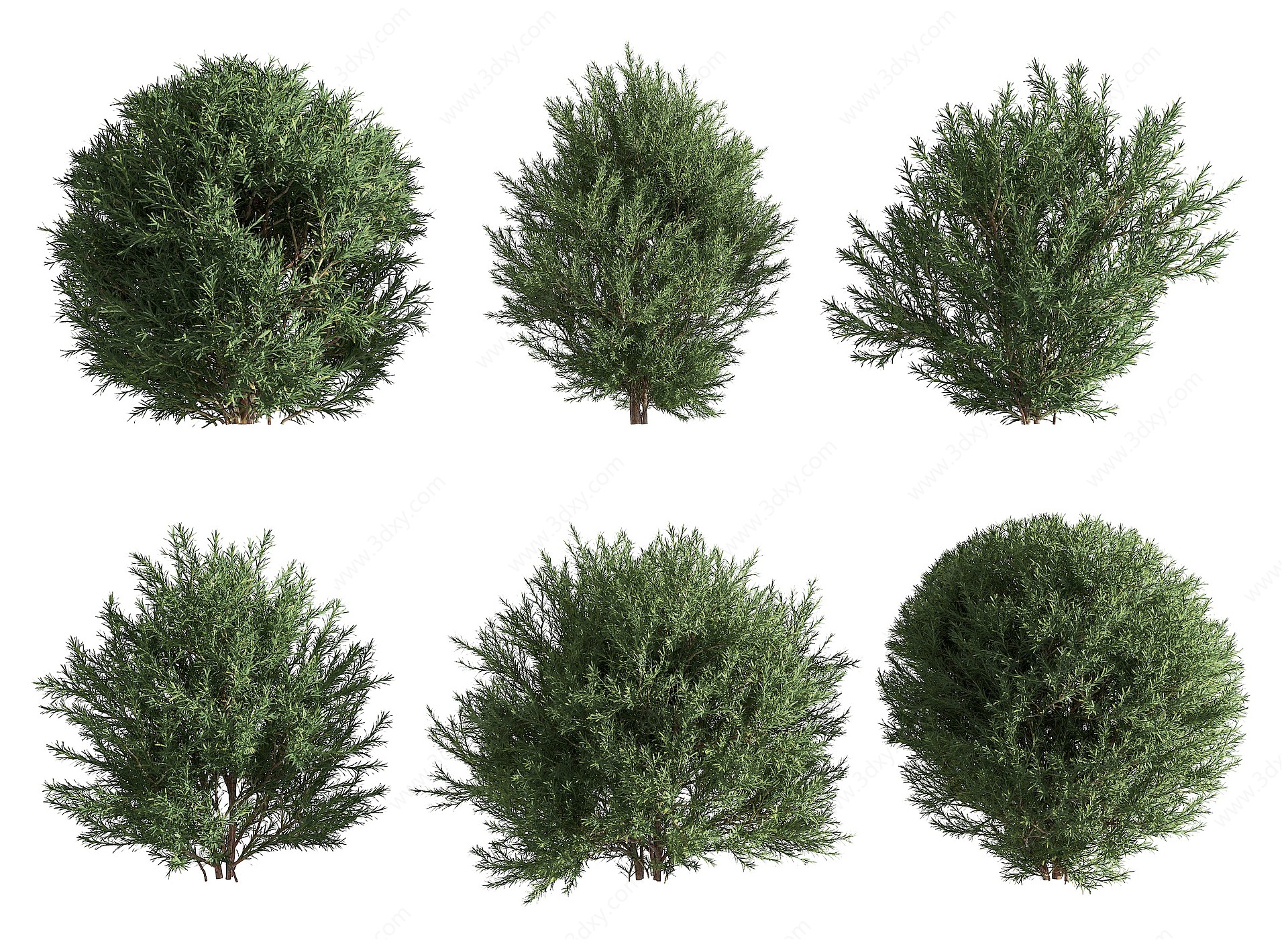 现代景观树松树3D模型