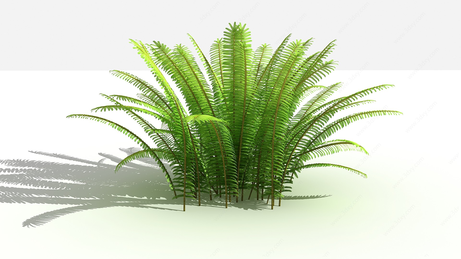 中式肾蕨灌木树植物3D模型