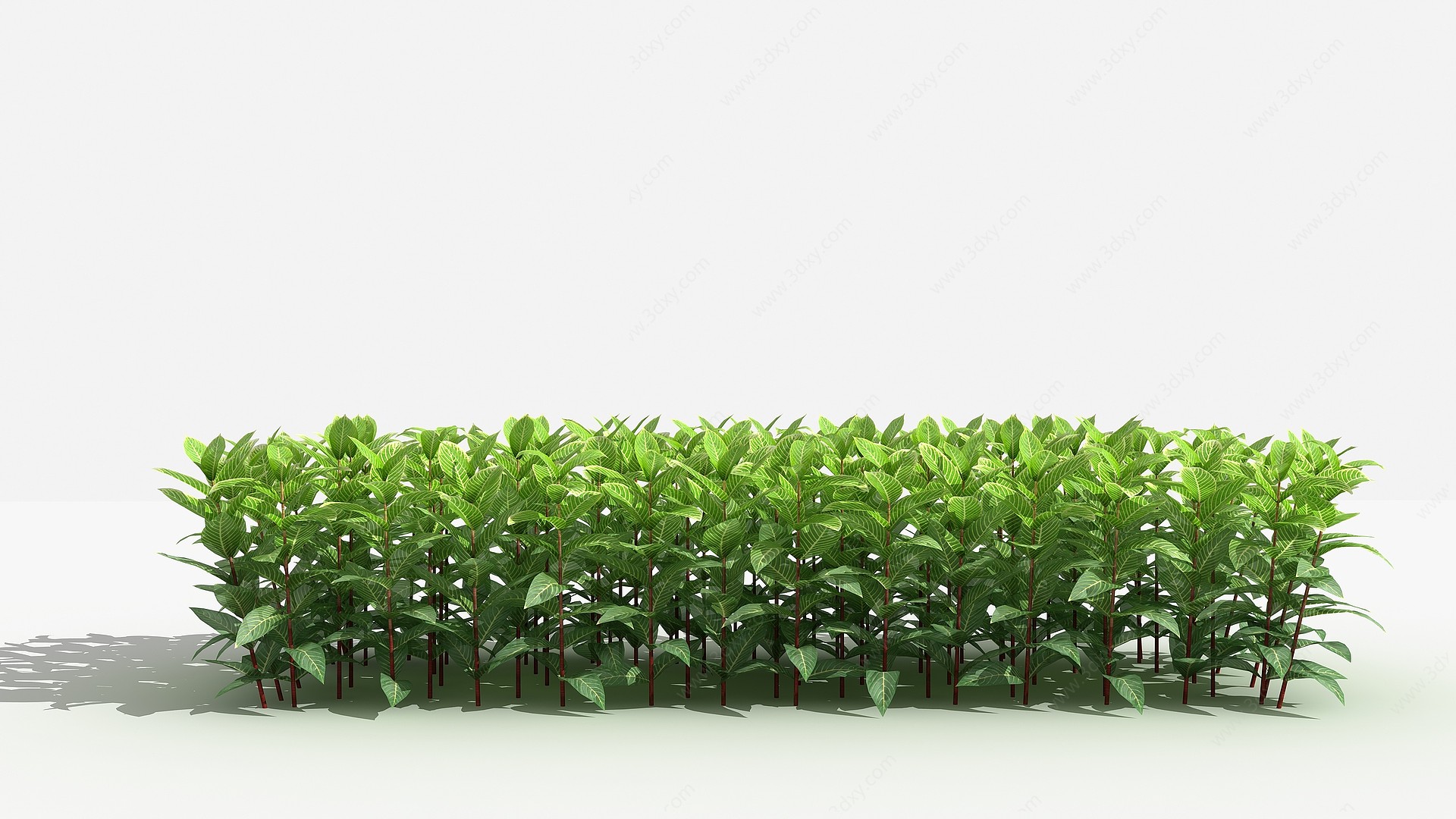 中式金脉爵床灌木树植物3D模型