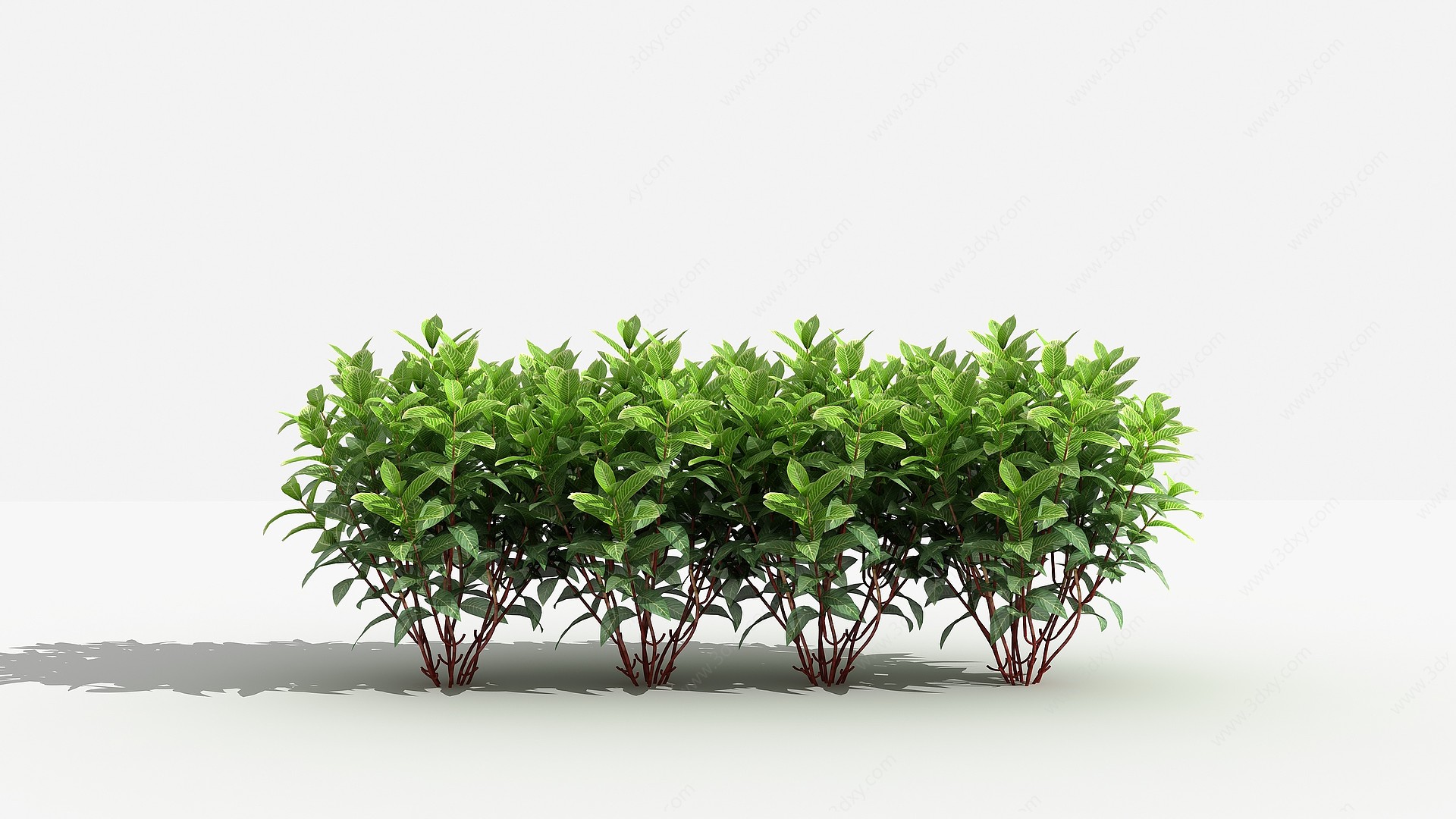 中式金脉爵床灌木树植物3D模型