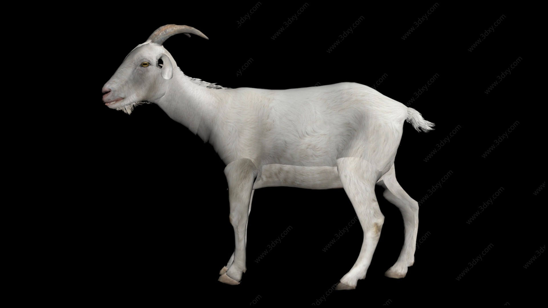 牲畜山羊3D模型
