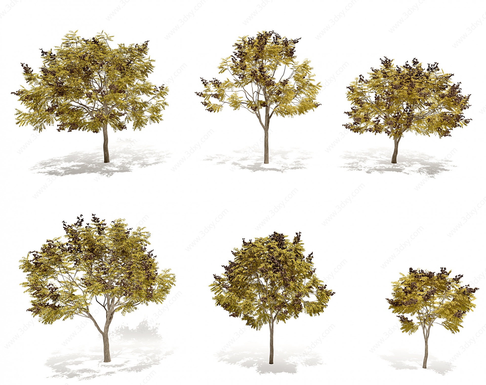 现代秋季栾树景观树3D模型