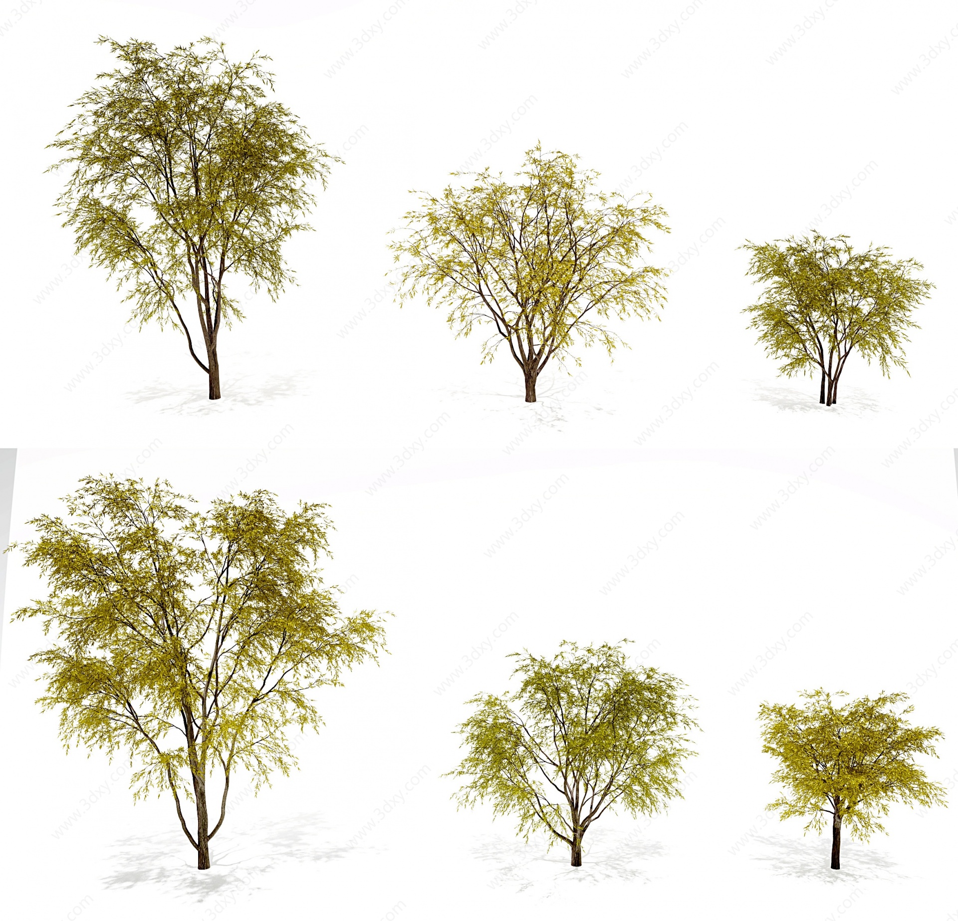 现代秋季柳树景观树3D模型