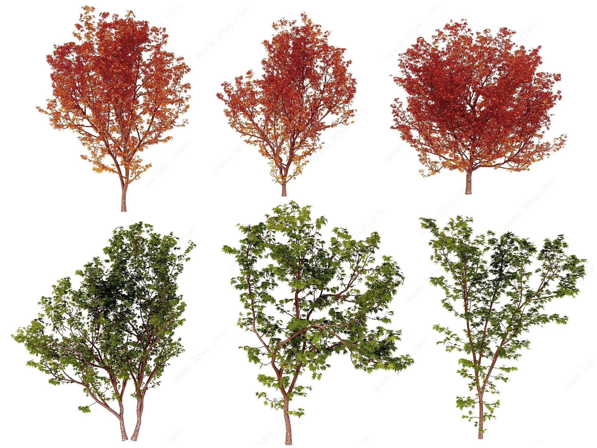 现代枫树景观树3D模型