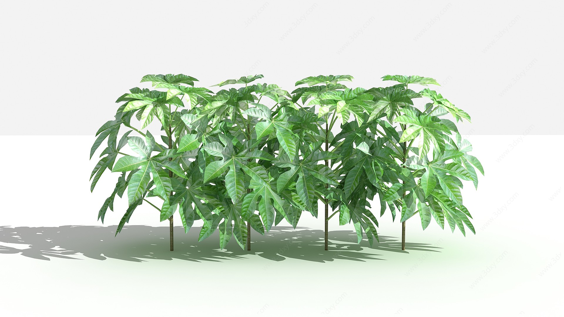 中式八角金盘灌木植物3D模型