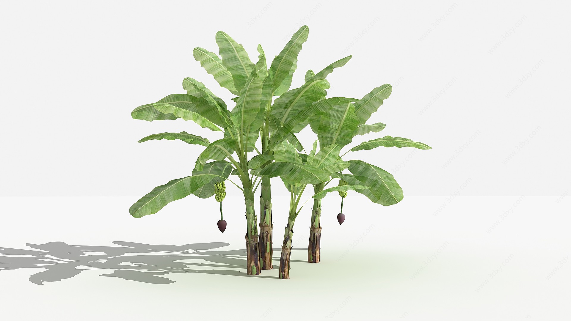 中式芭蕉灌木植物3D模型