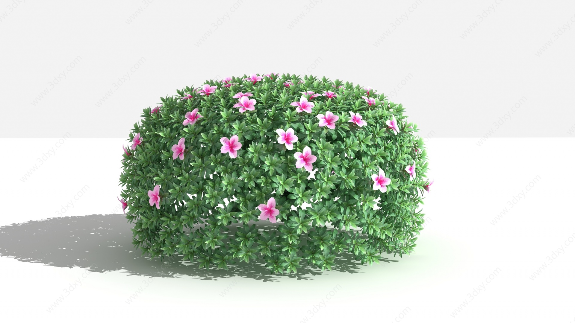 杜鹃球灌木树3D模型