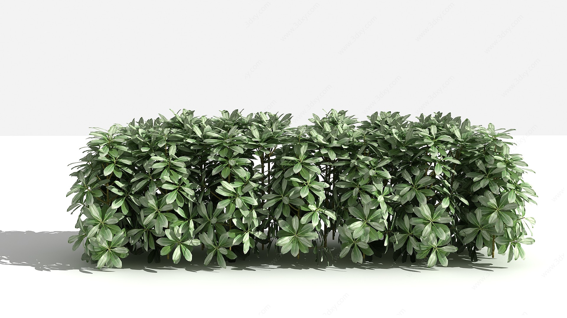 中式海桐绿篱灌木3D模型