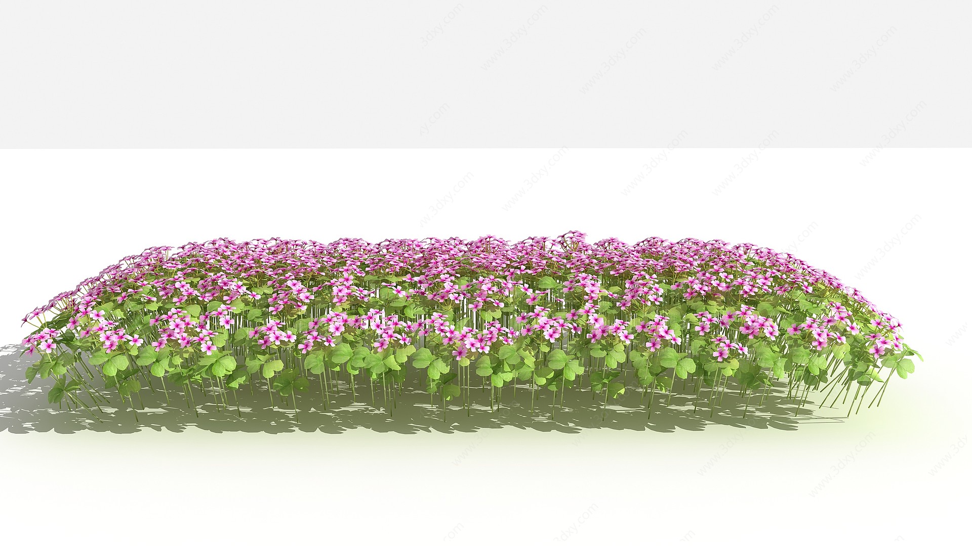 中式红花酢浆草灌木3D模型